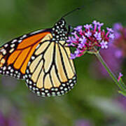 Monarch Butterfly In Garden #2 Art Print