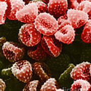 Ragweed Pollen Sem #6 Art Print