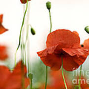 Red Poppy Flowers #6 Art Print