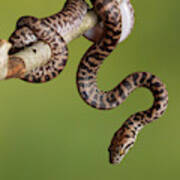 Spotted Python Antaresia Maculosa #6 Art Print