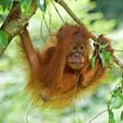Sumatran Orangutan #6 Art Print