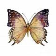 63 Great Nawab Butterfly Art Print