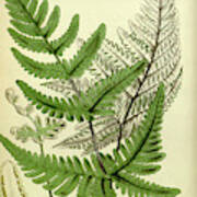 Botanical Print By Walter Hood Fitch 1817 – 1892 #637 Art Print