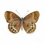 64 Woodland Brown Butterfly Art Print