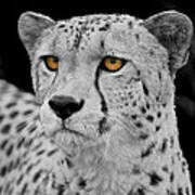 Cheetah Acinonyx Jubatus Big Cat  #7 Art Print