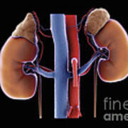 Kidneys And Adrenal Glands #7 Art Print