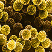 Ragweed Pollen Sem #7 Art Print