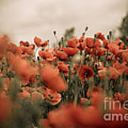 Red Poppy Flowers #7 Art Print