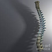 Spinal Anatomy #7 Art Print