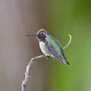 Anna's Hummingbird #8 Art Print