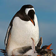 Gentoo Penguin With Young #8 Art Print