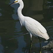 Snowy Egret #8 Art Print