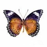 87 Cethosia Cyane Butterfly Art Print