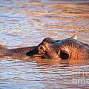 Hippopotamus In River. Serengeti. Tanzania #9 Art Print