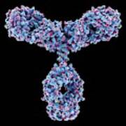 Immunoglobulin G Antibody Molecule #9 Art Print