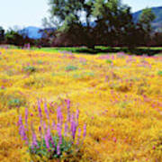 Usa, California, Cuyamaca Rancho State #9 Art Print