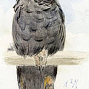 A Black Cockatoo Art Print