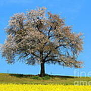 A Blooming Lone Tree In Spring With Canolas In Front 2 Art Print