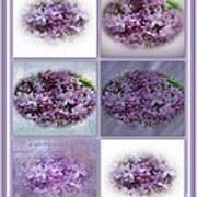 A Bouquet Of Lilacs Art Print