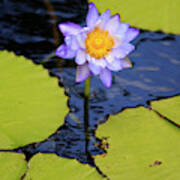 A Bright Purple Water Lily Art Print