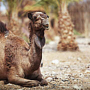 A Camel Sitting On The Ground Art Print