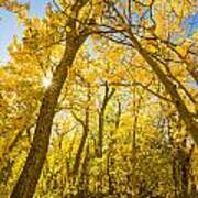 A Canopy Of Aspens At Mcgee Creek In The Eastern Sierras Art Print