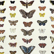 A Collage Of Butterflies And Moths Art Print