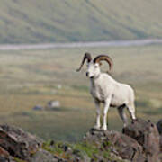 A Dall Sheep Ram Stands On Marmot Rock Art Print