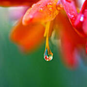 A Delicate Touch - Water Droplet - Orange Flower Art Print