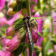 A Dragon Fly Resting In A Forest Of Foxgloves Art Print
