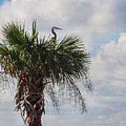 A Great Blue Heron Nests On A Cabbage Palmetto Art Print