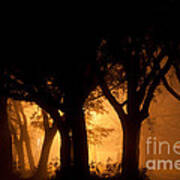 A Grove Of Trees Surrounded By Fog And Golden Light Art Print