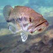 A Largemouth Bass Faces Swimming Photograph by Michael Wood - Fine
