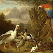 A Macaw, Ducks, Parrots And Other Birds In A Landscape Art Print