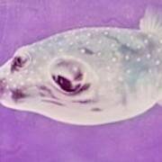 A Makimaki Fish Art Print
