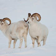 A Pair Of Dall Sheep Rams Survey Each Art Print