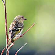 A Pine Sisken (carduelis Pinus Art Print