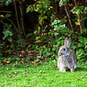 A Rabbit On The Grass Art Print