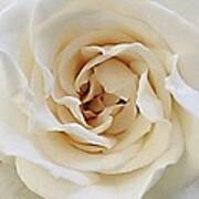 A Rose Is A Rose Art Print