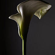 A Shadowed Calla Lily, Close-up Art Print