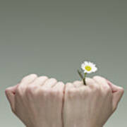 A Single Daisy Emerging From The Crack Of A Finger Art Print