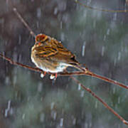 A Sparrow In Snow Art Print