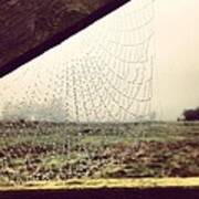 A Spider's Web Art Print