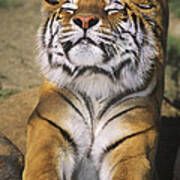 A Tough Day Siberian Tiger Endangered Species Wildlife Rescue Art Print