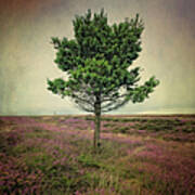 A Wee Tree On The Yorkshire Moors Art Print
