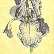 A Wild Lavender Louisiana Iris Art Print