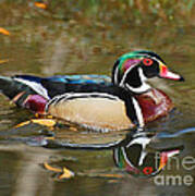 A Wood Duck And His Reflection Art Print