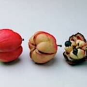 Ackee Fruit Development Art Print