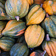 Acorn Squash Art Print