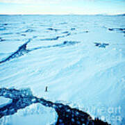 Adelie Penguin Art Print